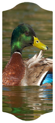 Duck Mallard